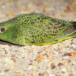 Close up of a Night Parrot on the ground.