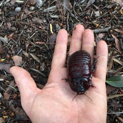A Giant Burrowing Cockroach in the palm of a hand.