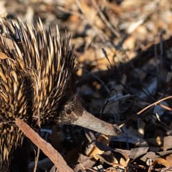 Echidna.