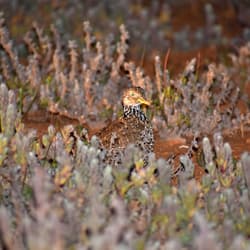 A Plains-wanderer camouflaged amidst groundcover plants.