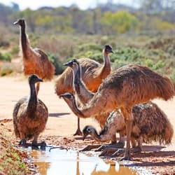 Emus drink from a puddle at Boolcoomatta.