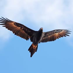Wedge-tailed Eagle in flight.