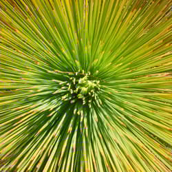 Spiny leaves on a Grass tree.