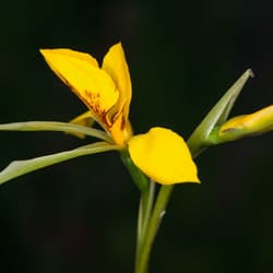 Northern Golden Moths Orchid.