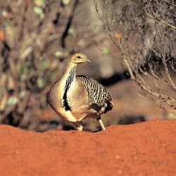 A Malleefowl on red sandy soil.