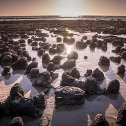 Stromatolites.