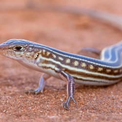 Hamelin Skink.