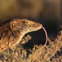 Perentie (our largest goanna) with tongue sticking out.