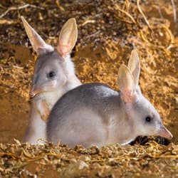 Two Bilbies.