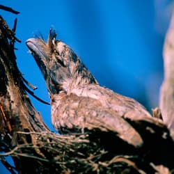 Tawny Frogmouth on nest. Photo Jiri Lochman.