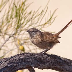 Western Grasswren.