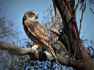 Southern Boobook (owl) at Nardoo Hills.