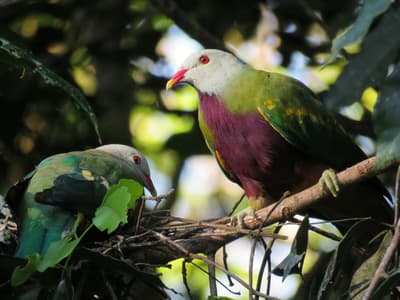 Wompoo Fruit Dove.