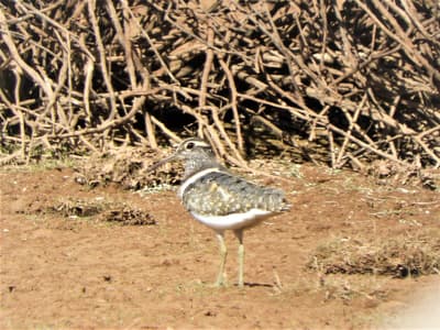 Australian Painted Snipe recorded photographed at Boolcoomatta South Australia.