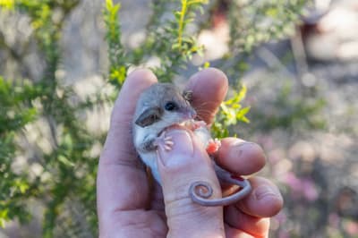 A tiny Pygmy Possum in hand.