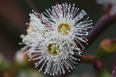 Long-leaf Box flowers, a cluster of three white gum-tree flowers, on Sanstrom.