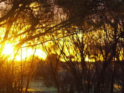 Sunrise on Bon Bon Reserve, Antakirinja Matu-Yankunytjatjara Country, SA.