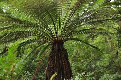A massive tree fern towers over the viewer at Liffey River Reserve.
