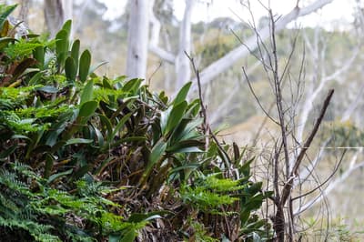 An embankment covered feathery fern leaves and paddle-like orchid leaves, against a backdrop of pale gum trees.