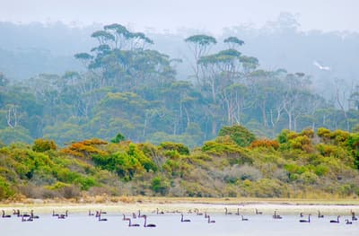Swan filled lagoon at Friendly Beaches Reserve.