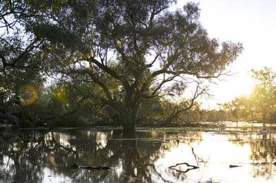 Back Creek Swamp at Nil Desperandum Reserve.
