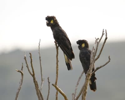 Two Yellow-tailed Black Cockatoos perched high in branches at top of tree.