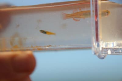 Juvenile and female Red finned Blue eye.