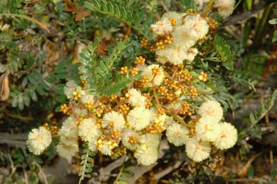 A dense cluster of Sunshine Wattle flowers and buds, with a few pinnate leaves emerging at odd angles.
