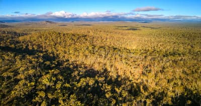 Aerial view of sunshine over woodlands on Yourka reserve.