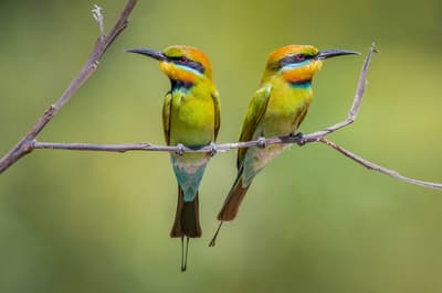 Rainbow Bee-eaters.
