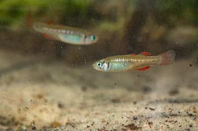 Two Red-finned Blue-eye, tiny fish with slender, iridescent bodies, turquoise eyes, and bright red stripes on their fins, swim in an artesian spring at Edgbaston Reserve.