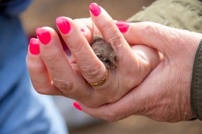 A tiny Honey Possum peeps through writer Jane Caro's manicured fingers, complete with hot pink fingernails.