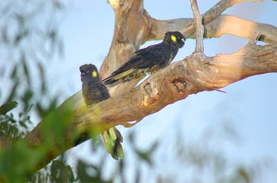 Two Yellow-tailed Black cockatoos on a tree branch.