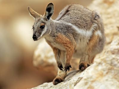 Mareeba Rock Wallaby.