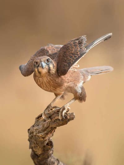 Mimal brown falcon