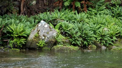 RS42631 Liffey River by Bee Stephens