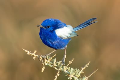 White-winged Fairywren. By Graham Lee
