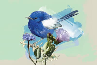 Allies for Nature graphic - White-winged Fairywren