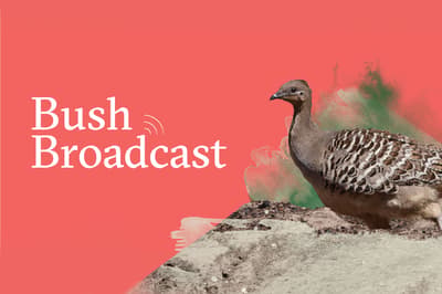 Banner image for Bush Broadcast featuring a Malleefowl