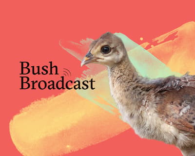 Banner image for Bush Broadcast featuring a Malleefowl