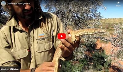 Ecologist with Sand Goanna in hand.