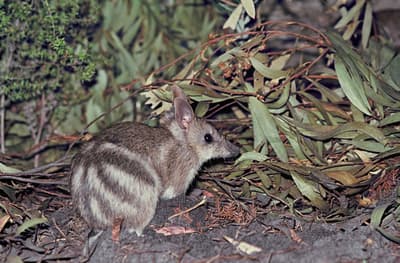 Eastern Barred Bandicoot.