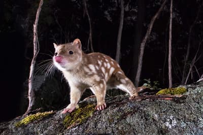 Spotted-tail quoll.