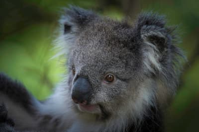 Close up of a Koala.