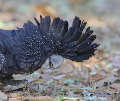 Red-tailed Black Cockatoo.