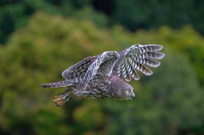 Owl in flight.