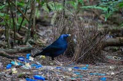 Satin Bowerbird.