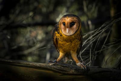 Australian Masked Owl.