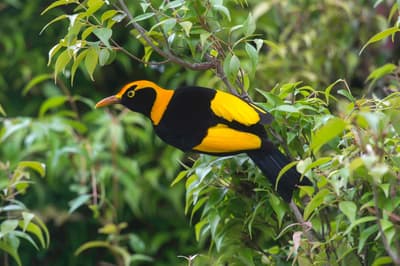 Regent Bowerbird.