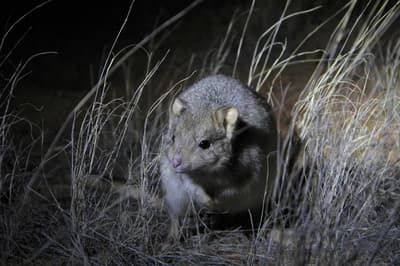 Burrowing Bettong.